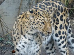 Tiergarten Schönbrunn am 12.03.2025